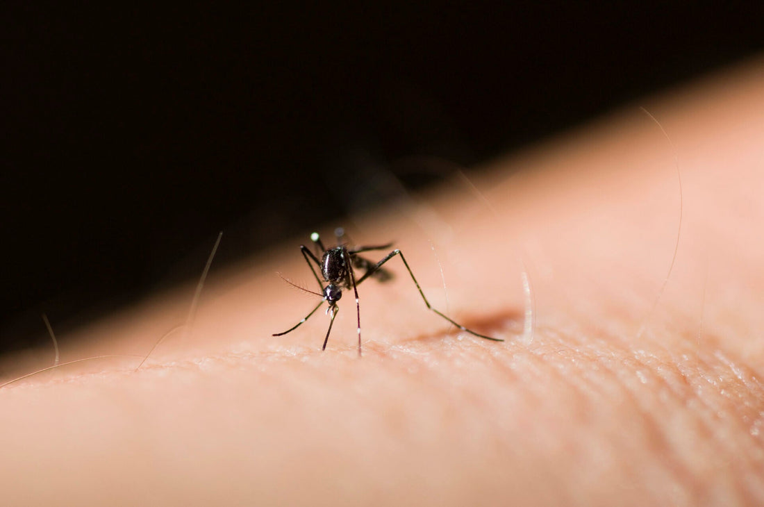 Debunking DIY Mosquito Bite Home Remedies
