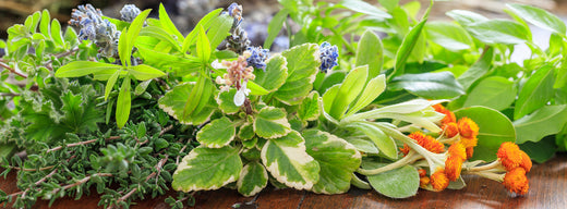 13 Plants That Naturally Repel Mosquitoes